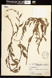 Persicaria hydropiper image