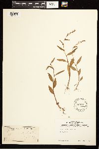 Persicaria hydropiper image