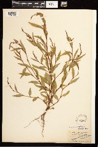 Persicaria hydropiper image