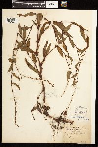 Persicaria hydropiper image