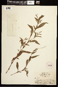 Persicaria hydropiper image