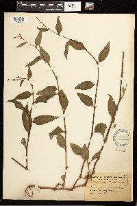 Persicaria hydropiper image