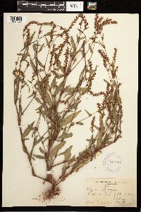 Persicaria hydropiper image