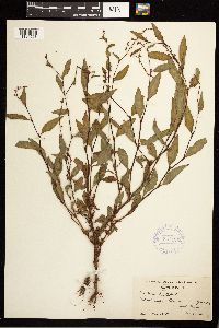 Persicaria hydropiper image