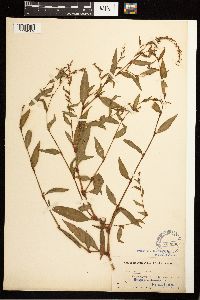 Persicaria hydropiper image