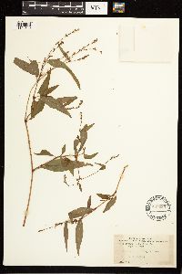 Persicaria hydropiper image