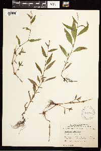 Persicaria hydropiper image