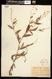 Persicaria hydropiper image