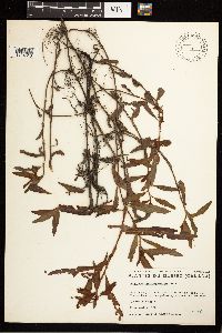 Persicaria hydropiperoides image