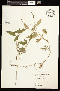 Persicaria hydropiperoides image