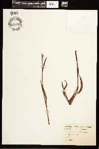 Persicaria hydropiperoides image