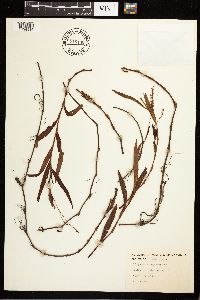 Persicaria hydropiperoides image