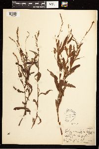 Persicaria hydropiperoides image