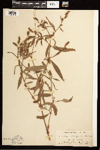 Persicaria hydropiperoides image