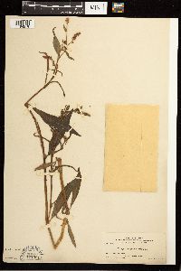 Persicaria hydropiperoides image