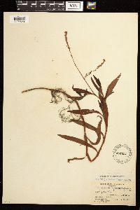 Persicaria hydropiperoides image