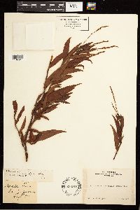 Persicaria hydropiperoides image