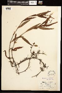 Persicaria hydropiperoides image