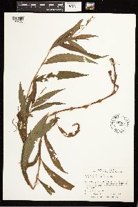 Persicaria hydropiperoides image