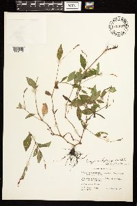 Persicaria hydropiperoides image