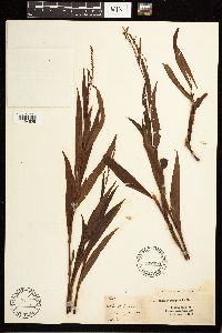 Persicaria hydropiperoides image