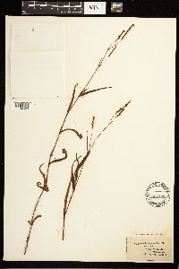 Persicaria hydropiperoides image