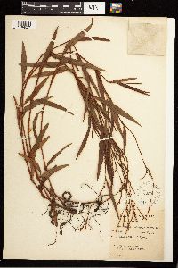 Persicaria hydropiperoides image