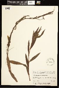 Persicaria hydropiperoides image