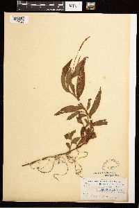 Persicaria hydropiperoides image