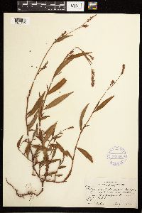 Persicaria hydropiperoides image