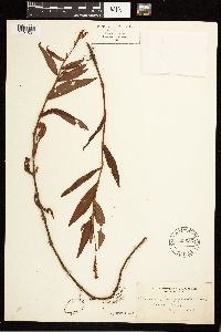 Persicaria hydropiperoides image