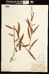 Persicaria hydropiperoides image