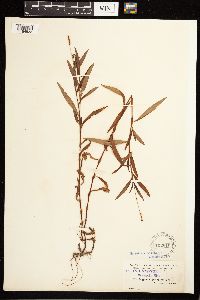 Persicaria hydropiperoides image