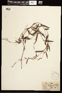 Persicaria hydropiperoides image