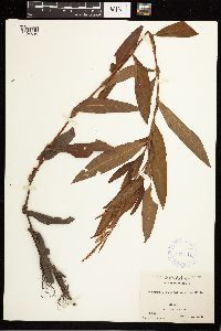 Persicaria hydropiperoides image