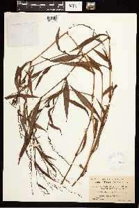 Persicaria hydropiperoides image