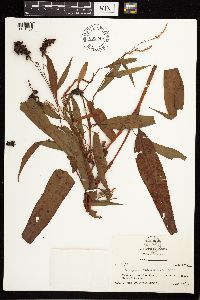 Persicaria hydropiperoides image