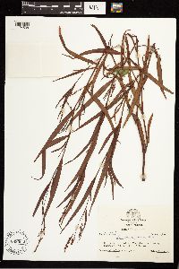 Persicaria hydropiperoides image