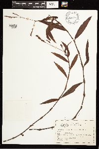 Persicaria hydropiperoides image