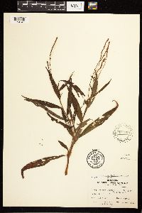 Persicaria hydropiperoides image
