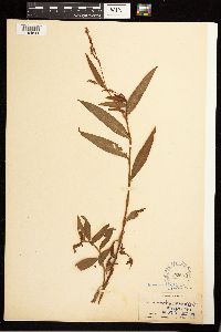 Persicaria hydropiperoides image