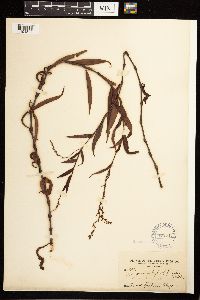 Persicaria hydropiperoides image