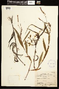 Persicaria hydropiperoides image