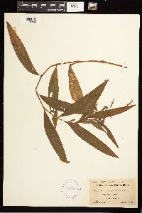 Persicaria hydropiperoides image