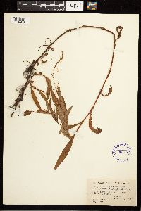 Persicaria hydropiperoides image