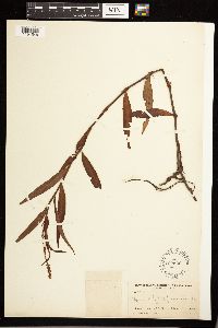 Persicaria hydropiperoides image