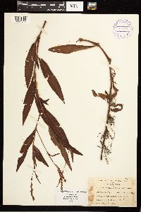 Persicaria hydropiperoides image