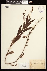 Persicaria hydropiperoides image