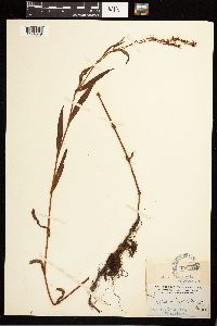 Persicaria hydropiperoides image