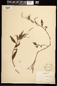 Persicaria hydropiperoides image